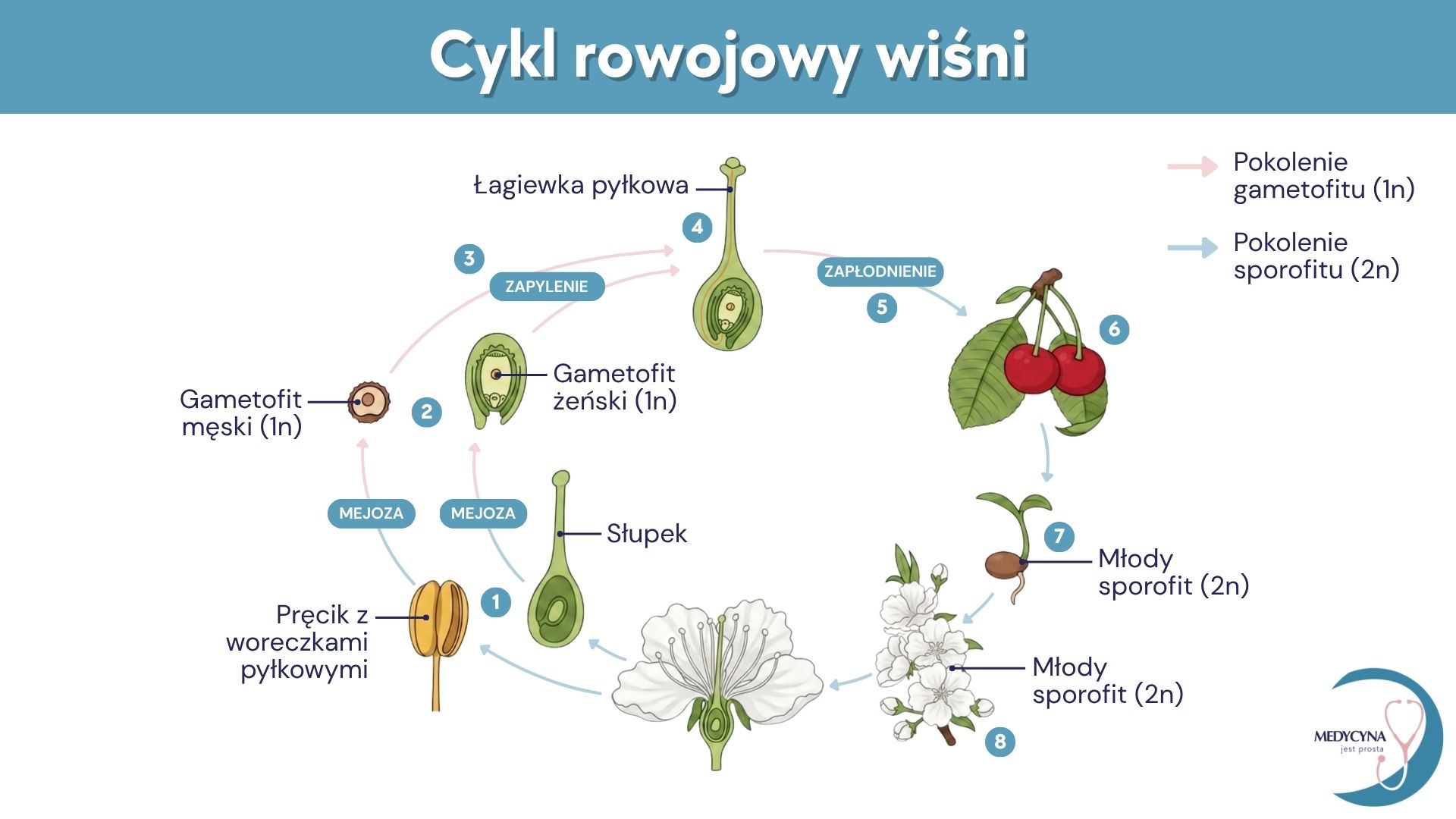 18.RÓŻNORODNOŚĆ ROŚLIN