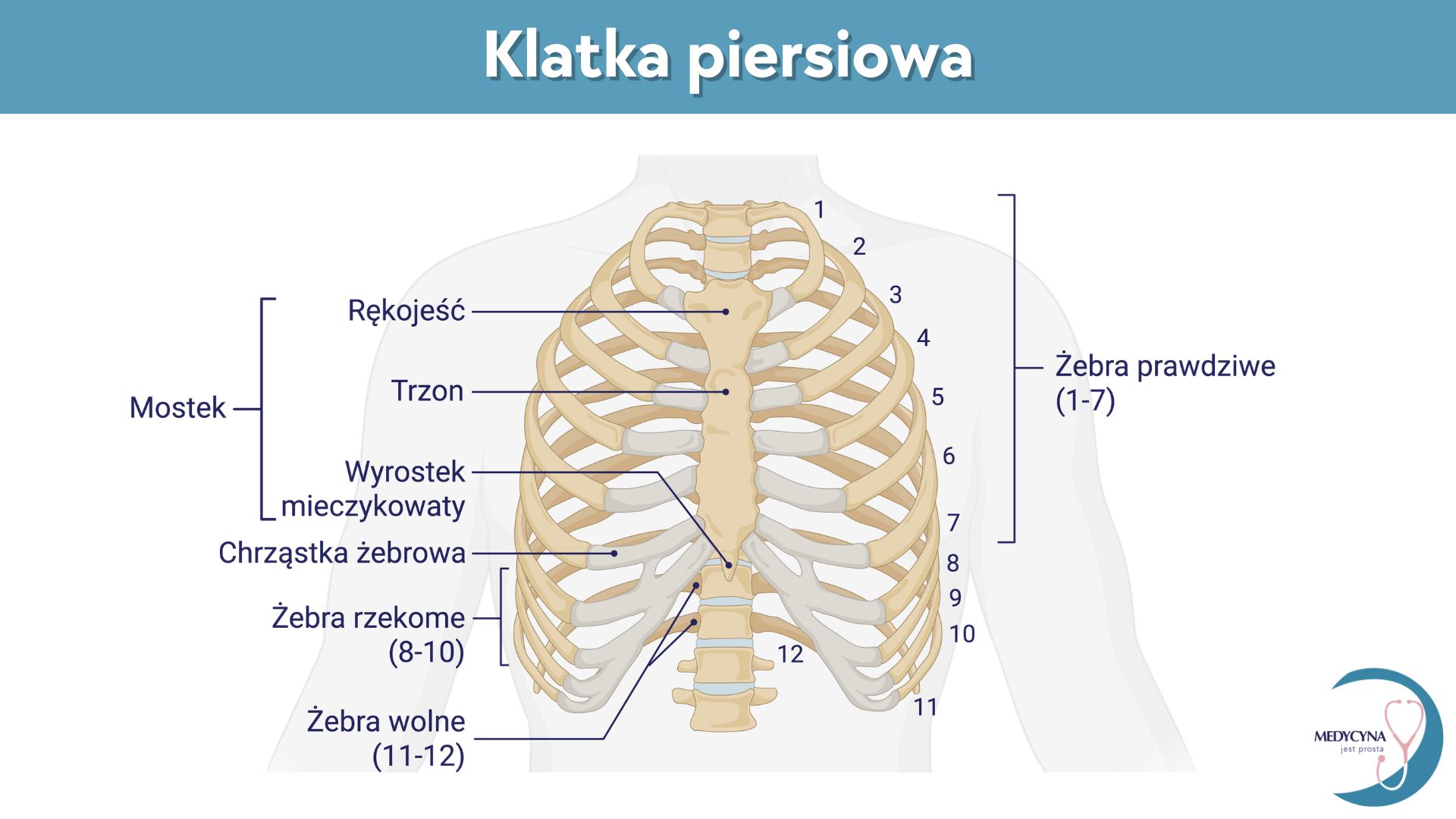 25.UKŁAD KOSTNY-kopia