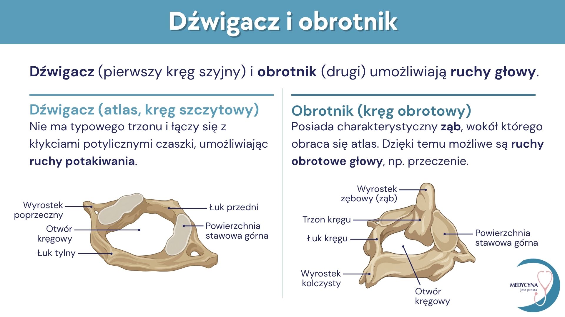 25.UKŁAD KOSTNY